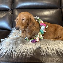 Ginger - Dachshund