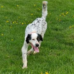 Pete - English Setter