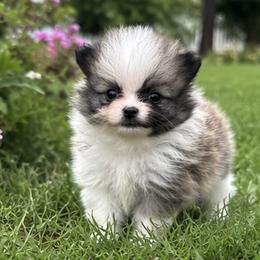 Mr. Spotty - Cream sable parti male Pomeranian puppy in Hancock, Maryland from Dusty Trail Pomeranians