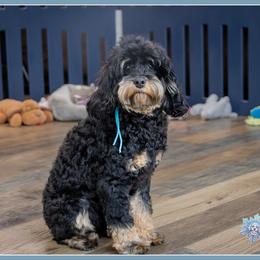 Parker - Black male Cockapoo puppy in Connersville, Indiana from Deaz Doodle Ranch