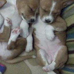 Basenjis from Denise Vertrees