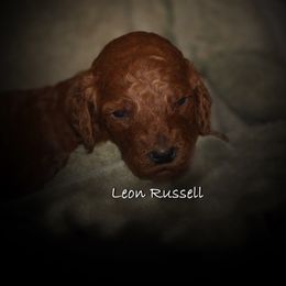 Poodle Puppies from Poodle Majesty