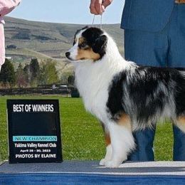 Tater - Miniature American Shepherd