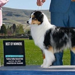 Tater - Miniature American Shepherd