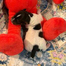 Squiggy - White black and tan male Rat Terrier puppy in Savoy, Texas from Rockin EZ Rat Terriers