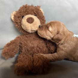 Goldendoodle Puppies from Simply Mini Goldendoodles