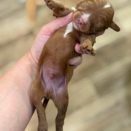 Boots - Red male Cavapoo puppy in Colcord, Oklahoma from Copper Lane Aussies, Doodles & Cavapoos