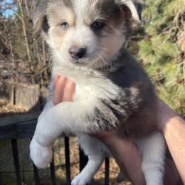 Smokey - Gray and white male Pomsky puppy in Spokane, Washington from Full Moon Pomskies