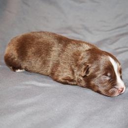 Justice - Red tri-color male Australian Shepherd puppy in Marshall, Indiana from Larkwood Australian Shepherds