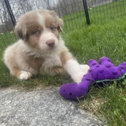 Australian Shepherd Puppies from Quiet Cove Kennels