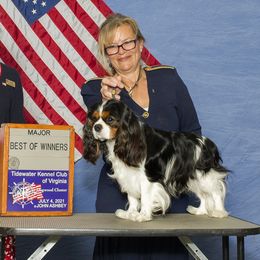 Quinn - Cavalier King Charles Spaniel