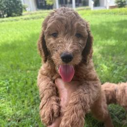 Kennedy - Apricot male Goldendoodle puppy in De Land, Florida from Rezapour Doodle Estate