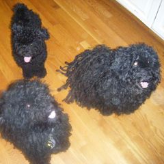 Pulik from Noe Barkaja Kennel