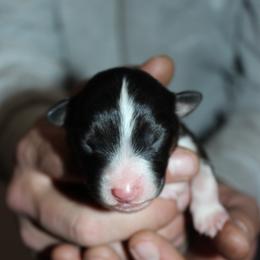 Boy 1 - male Australian Shepherd puppy in Plain City, Utah from Lost Creek Aussies