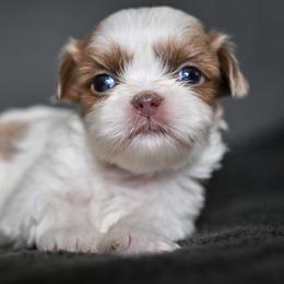 Kestrel - Liver and white male Shih Tzu puppy in Montrose, Colorado from Nana's Happy Pups