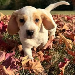 AKC Levi - Lemon and white male Beagle puppy in Rogersville, Missouri from Hales Little Beagle Haven