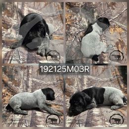 Boy 192125M03R - Black and white male German Shorthaired Pointer puppy in Moyie Springs, Idaho from Wier Farms GSP