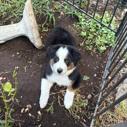 Doodle - Black tri male Miniature American Shepherd puppy in Dayville, Connecticut from Sterling Acres