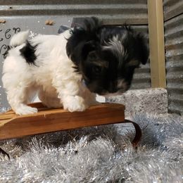 Maltipoo Puppies from Long View Family Maltipoos