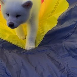 Japanese Akitainu Puppies from Winmont Akitas