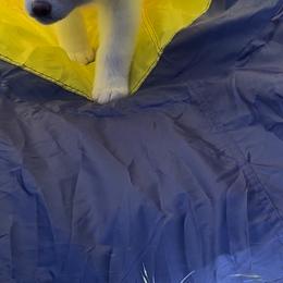 Japanese Akitainu Puppies from Winmont Akitas