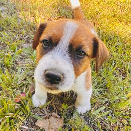 Bosley - White and tan male Russell Terrier puppy in Burns, Tennessee from Terrier Town of Tennessee