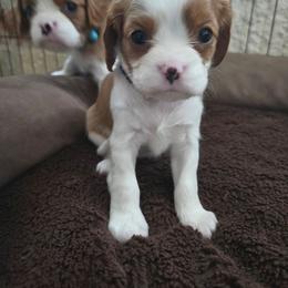 Purple - Blenheim female Cavalier King Charles Spaniel puppy in Wimberley, Texas from Amazing AKC Puppies