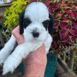 Girl 5 - Black white and tan female Cocker Spaniel puppy in Beech Island, South Carolina from Mike's Best Friends