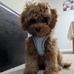 Tank - Red male Cavapoo puppy in Dewey, Oklahoma from Lebel Cavapoos