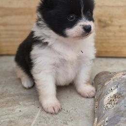 Jessie - Black parti female Pomeranian puppy in Chattanooga, Tennessee from Valley Poms