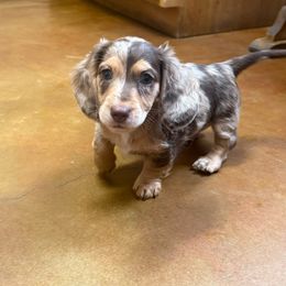 Dachshund Puppies from Chilidog Dachshunds