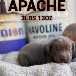 Apache - Silver male Dilute Retriever puppy in Puyallup, Washington from 12 Door Farm Labradors