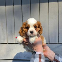 Eric - Blenheim male Cavalier King Charles Spaniel puppy in Bonney Lake, Washington from House of Happy Cavaliers