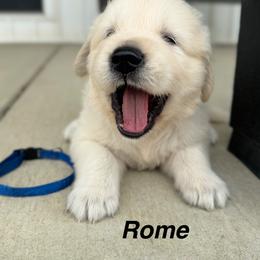 Rome - Light golden male Golden Retriever puppy in Piqua, Ohio from Golden’s of Remington Fields