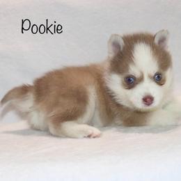 Pookie - Lavender male Pomsky puppy in Denham Springs, Louisiana from Bayouland Pomskies