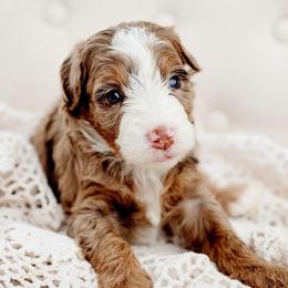 Arrow - Chocolate merle female Bernedoodle puppy in Athens, Alabama from Brewing Doodles