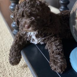Australian Labradoodle Puppies from Rainier Labradoodles