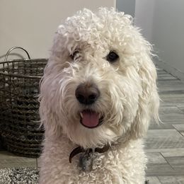 Luna - Goldendoodle