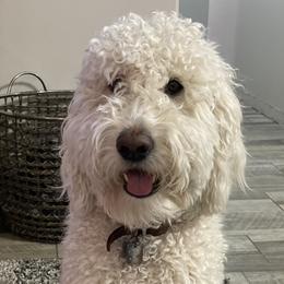 Luna - Goldendoodle