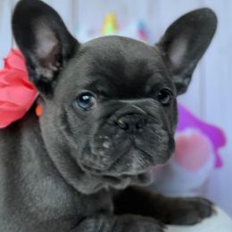 French Bulldogs and Goldendoodles from J&M Pawesome Puppies
