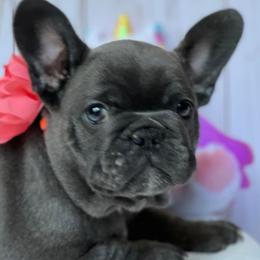 French Bulldogs and Goldendoodles from J&M Pawesome Puppies