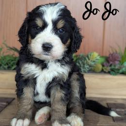 JoJo - Tri-color female Bernedoodle puppy in Lancaster, Minnesota from Richardville Hunde