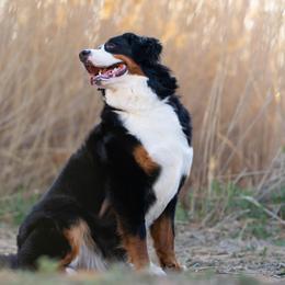 Bernese Mountain Dogs from Rebel Mountain Bernese