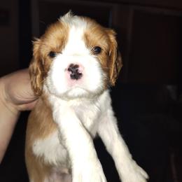 Boy 1 - Blenheim male Cavalier King Charles Spaniel puppy in Belding, Michigan from Miller Cavs and Pyrs