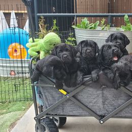 Labrador Retriever Puppies from Labs4Ever Labradors