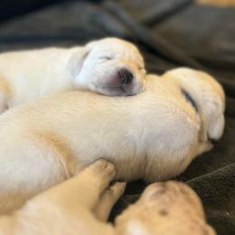 Girl 2 - Yellow female Labrador Retriever puppy in Clayton, North Carolina from The Homestead at Little Creek