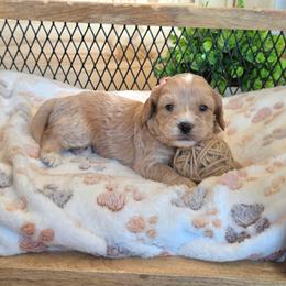 F1B Meet Pixie :) - Blenheim female Cavapoo puppy in Centerville, Iowa from Barnyard Dachshunds, Dals & Doodles