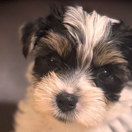 Yorkshire Terriers from Mimi’s AKC Yorkies