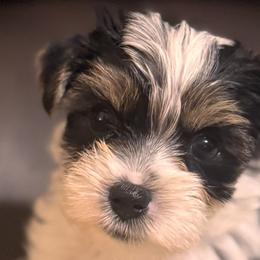 Yorkshire Terriers from Mimi’s AKC Yorkies