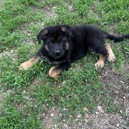 Pink girl - Black and tan female German Shepherd puppy in Herrick, South Dakota from Dakota Shepherds Kennels